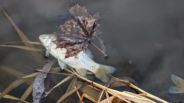 Dead fish near shore in river or lake