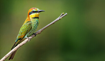 Obraz premium Vibrant Bee-Eater (Merops Apiaster) Bird Perched on a Branch with a Soft Green Background