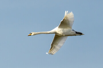 Close up shot of a mute swan in flight.