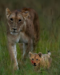 lion and lioness