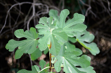 Closeup Ficus carica known as fig tree with green leaves and the fruit with blurred background in summer time