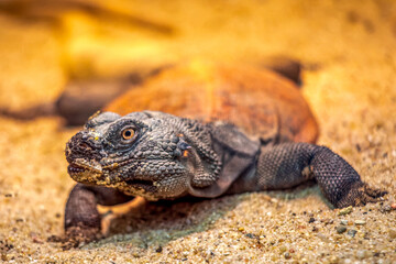 Bearded Dragon Sunbathing on Sand in Natural Habitat