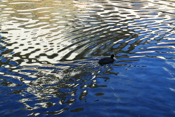 波紋と水鳥