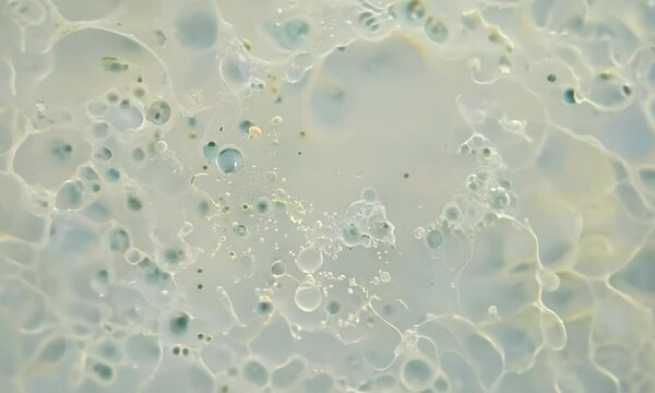 Bacteria in a Petri Dish: A Dynamic View of Microbial Life