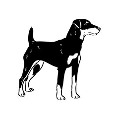 German Jagdterrier dog, vector sketch . Hand drawn ink realistic sketching isolated on white.