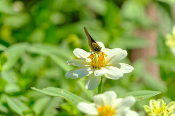 Butterfly Feeding on White Zinnia