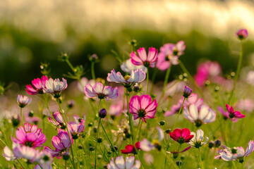 Cosmos Flowers Blooming in Golden Evening Light