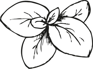 Illustration of Basil