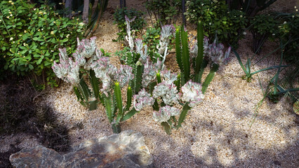 Obraz premium Euphorbia and Cactus Garden in a Serene Park