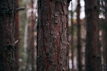 the trunk of a tree in the forest . The bark of the tree is close and detailed
