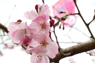 春の近隣公園に咲いた河津桜