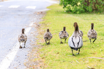 Family of Australian Wood Ducks Walking Along Roadside, Wilsons Prom, Australia