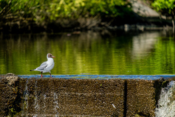 A seagull on a stone against the background of a lake on a summer day.