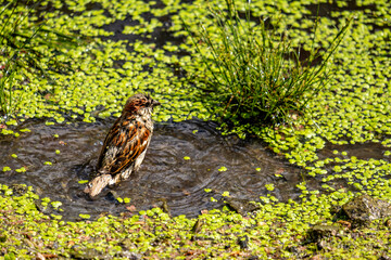 A sparrow swims in a puddle of water in close-up.