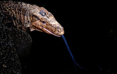 A monitor lizard's head with its tongue sticking out in close-up.