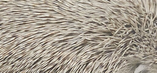 close up texture of a hedgehog or porcupine