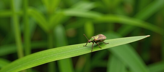 Fototapeta premium Close-up image of green caddisfly Chlorochroa pinicola on leaf taken using fisheye lens