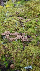 Mushrooms in the moss 