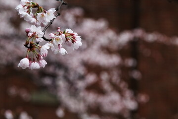 赤レンガと桜
