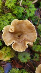 mushroom chanterelle close-up 