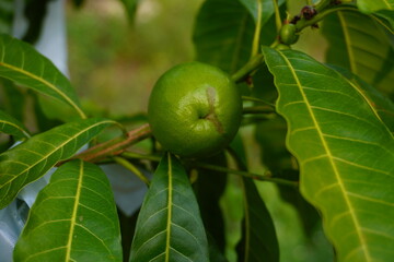 The small green abiu fruits are round in shape.