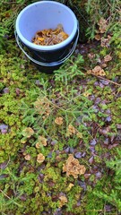 Mushrooms picking in the forest 