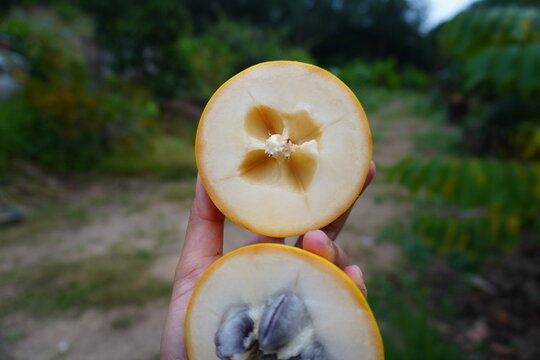 The yellow abiu fruit was cut in half to reveal white flesh with four brown seeds.