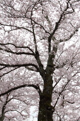 満開になった桜を見上げる