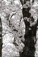 Obraz premium 桜の木を見上げる