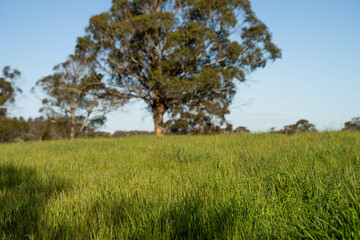 pasture and grasses growing on a regenerative agricultural farm. native plants storaging carbon in australia and new zealand.