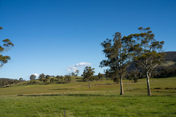 pasture and grasses growing on a regenerative agricultural farm. native plants storaging carbon in australia and new zealand.