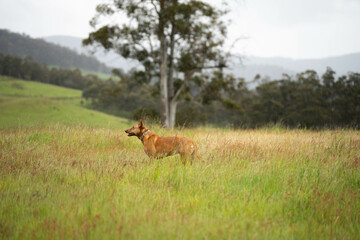 kelpie farm dog standing in tall pasture and grasses growing on a regenerative agricultural farm. native plants storaging carbon in australia and new zealand.