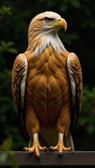 Obraz premium Stylized golden eagle resembling an American bald hawk with a shining gold finish
