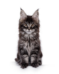 Black tabby Maine Coon cat kitten, sitting up facing front. Looking towards camera. Isolated on a white background.