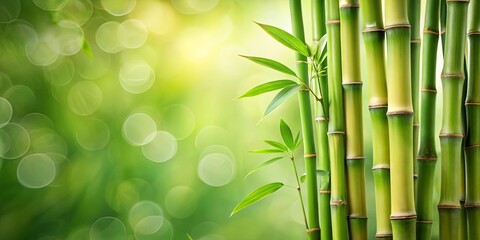 Lush Green Bamboo Stalks and Vibrant New Shoots Against a Soft Bokeh Background