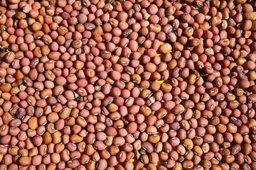 Many beans make up the background