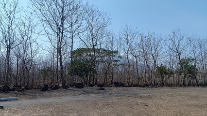 Teak forests in the mountains of East Java are experiencing drought and are prone to forest fires