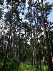 Pathway through a serene lush forest with tall trees