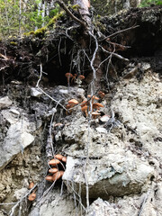 Exposed tree roots with mushrooms on a forest hillside