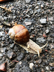 Close-up of a snail crawling on a rocky wet surface outdoors