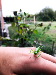 Close-up of a grasshopper on a human hand in nature
