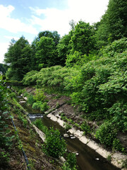 Fototapeta premium Serene forest stream meandering through lush green landscape