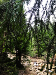 Serene forest landscape with evergreen trees and flowing stream