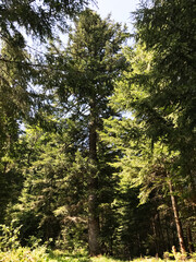 Sunlit forest view with tall lush green trees in summer