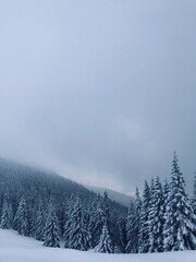 Snow-covered forest landscape under a cloudy winter sky