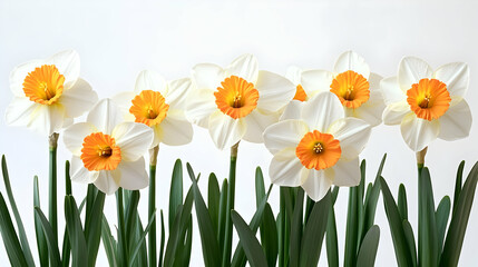White Daffodils with Orange Centers - Flower Illustration