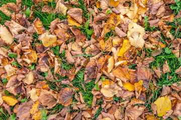 Full-frame image of autumn leaves in various colors that have fallen on the grass. Some leaves are already moldy.