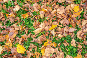 Full-frame image of autumn leaves in various colors that have fallen on the grass. Some leaves are already moldy.