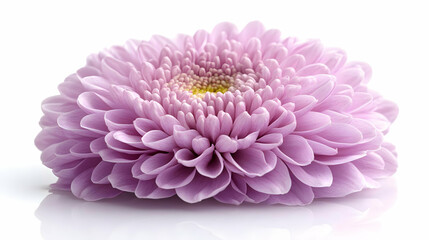 Purple Chrysanthemum Flower Macro Photography