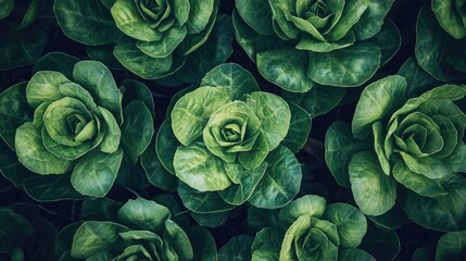 Obraz premium Close-up of organic lettuce leaves, bright green and fresh, ideal for salads and healthy dishes.